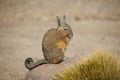 Mountain Viscacha Royalty Free Stock Photo