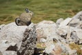 Mountain Viscacha Royalty Free Stock Photo