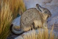 Mountain Viscacha