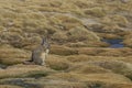 Mountain Viscacha in Lauca National Park in Chile Royalty Free Stock Photo