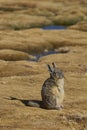 Mountain Viscacha in Lauca National Park in Chile Royalty Free Stock Photo