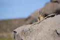 Mountain Viscacha in Lauca National Park, Chile Royalty Free Stock Photo