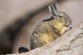Mountain Viscacha in Lauca National Park, Chile