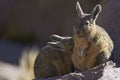 Mountain Viscacha in Lauca National Park, Chile