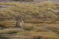 Mountain Viscacha Royalty Free Stock Photo