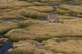 Mountain Viscacha Royalty Free Stock Photo