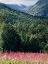 Mountain vista with pink fireweed in Norway Royalty Free Stock Photo