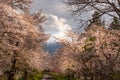 Mountain volcano Fuji in travel destination place Omiya bridge with pink sakura blossom with Fuji san viewpoint at background