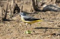 mountain wagtail on the ground preys on insects