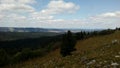 Mountain, tree, flowers, hike, walk, appeasement.