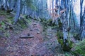 Mountain walkway of the mysterious forest Royalty Free Stock Photo