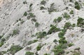 Mountain wall growing on her juniper trees Royalty Free Stock Photo