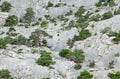 Mountain wall growing on her juniper trees Royalty Free Stock Photo