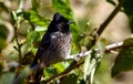 MOUNTAIN WHISKERED BULBUL Royalty Free Stock Photo