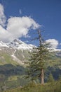 Mountain Wiesbachhorn with mountain pine