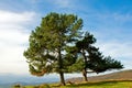 Mountain wiev with beautiful trees Royalty Free Stock Photo