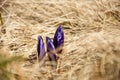 Mountain wild flowers crocus Royalty Free Stock Photo