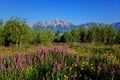 Mountain wild flowers with the grand tetons mountain range in the back ground