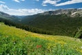 Mountain Wildflower Landscape Royalty Free Stock Photo