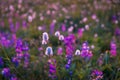 Mountain wildflowers backlit by sunset Royalty Free Stock Photo