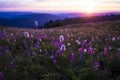 Mountain wildflowers backlit by sunset Royalty Free Stock Photo