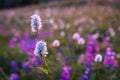 Mountain wildflowers backlit by sunset Royalty Free Stock Photo