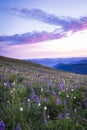 Mountain wildflowers backlit by sunset Royalty Free Stock Photo