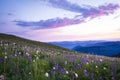 Mountain wildflowers backlit by sunset