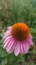 Mountain wildflowers common sunflower blue sky Royalty Free Stock Photo