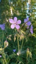 Mountain wildflowers common sunflower blue sky Royalty Free Stock Photo