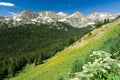 Mountain Wildflowers Landscape