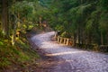 Mountain winding roadway in spring coniferous forest Royalty Free Stock Photo