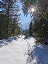 Mountain winter landscape, from Paltinis resort