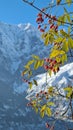 Mountain ,winter ,redberry ,cold weather