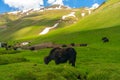 Mountain yak on the background of mountains Royalty Free Stock Photo