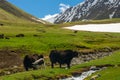 Mountain Yaks graze in a meadow in the mountains