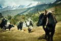 Mountain yaks