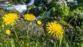 Mountain yellow dandelions flowers