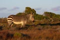 Mountain Zebra