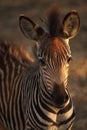 A Mountain Zebra Equus zebra baby on the dry grass with brown background