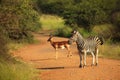 A Mountain Zebra Equus zebra with one impala in grassland with dry grass in background