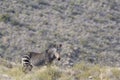 Mountain Zebra Equus zebra looking at camera Royalty Free Stock Photo