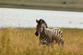 A Mountain Zebra Equus zebra in grassland with dry grass in background