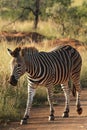 A Mountain Zebra Equus zebra in grassland with dry grass in background