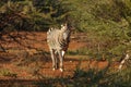 A Mountain Zebra Equus zebra in grassland with dry grass in background