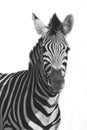 A Mountain Zebra Equus zebra in grassland with dry grass in background