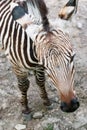 Mountain zebra (Equus zebra hartmannae) Royalty Free Stock Photo
