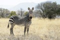 Mountain Zebra Equus zebra looking at camera Royalty Free Stock Photo