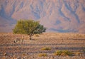 Mountain Zebra