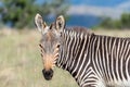 Mountain zebra looking towards the camera Royalty Free Stock Photo